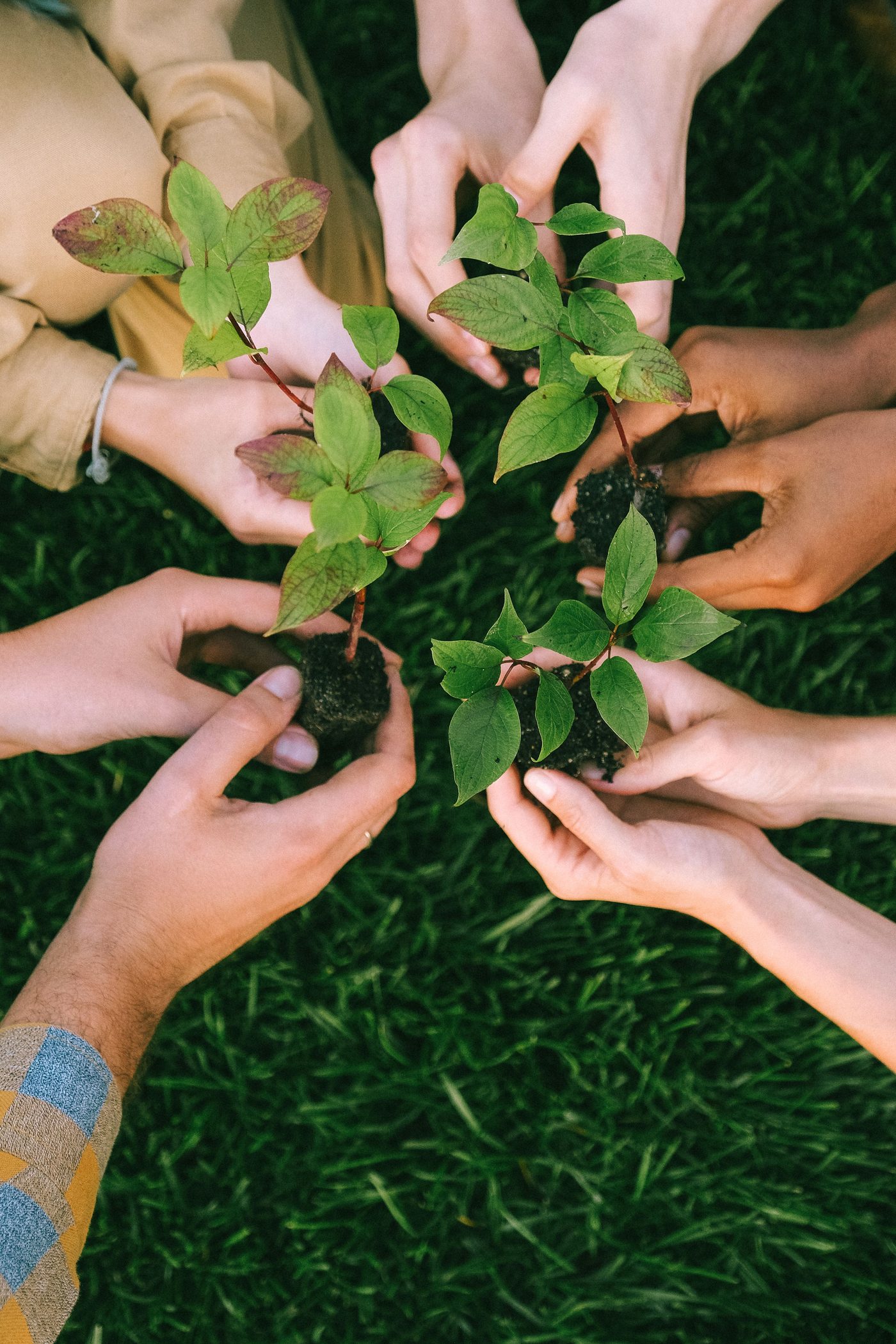 A group of hands holding young tree seedlings ready for planting